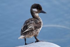 Small image of An immature bufflehead with mottled gray feathers perches on a rock.