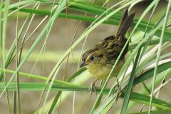 Small image of A juvenile saltmarsh sparrow, with lighter, more yellow coloration and without the distinctive gray cheeks. It is perched on a frond of marsh grass.