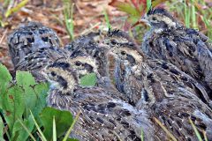 Small image of Eight juvenile northern bobwhites, three with their heads down. They are mottled gray and brown with light tan eye stripes and throats. The top feathers on their heads are black and stick up a little.