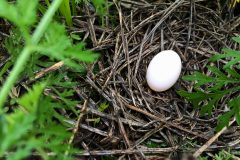 Small image of A white egg in a nest of dried grasses. There are the green leaves of a shrub around it.