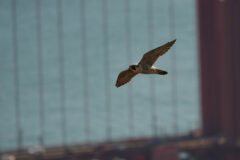 Small image of Peregrine falcon flies through a city.