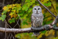 Small image of A barred owl perches on the flaking bark of a decaying tree branch, its large brown eyes looking directly at the camera.