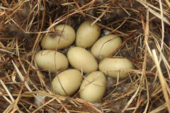 Small image of Eight tan eggs in a nest made of dried grasses.