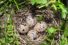 Small image of A spotted sandpiper nest with eggs.