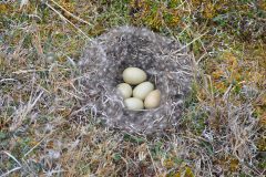 Small image of Five long-tailed duck eggs cupped in a feather-lined nest.