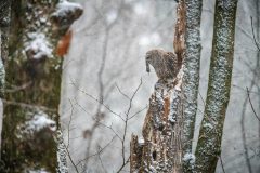 Small image of A barred owl perches on a dead tree, holding a small, dead rodent in its beak as snow falls around it.