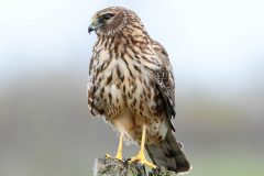 Small image of A female northern harrier stands on top of a wooden stump.