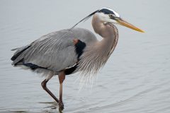 Small image of A closeup of a great blue heron's profile as it stands in a body of water.