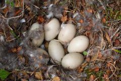 Small image of 7 white red-breasted merganser eggs sit in a nest made on the ground.