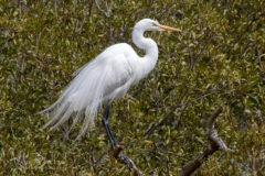 Small image of A profile view of a great egret perched in a tree.