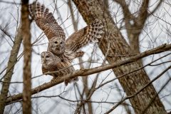 Small image of A pair of barred owls mates on a tree branch, one mounting the other.