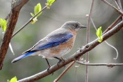 Small image of A female eastern bluebird perches on a tree branch, showing its gray-blue head and back, orange-brown throat and breast, and white belly.