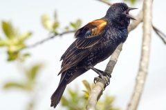 Small image of Red-winged blackbird has its mouth open as it makes a call.