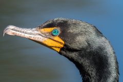 Small image of A close-up view of a double-crested cormorant shows its smooth black head, teal  eyes, orange featherless chin patch and the small hook at the end of its long gray bill.