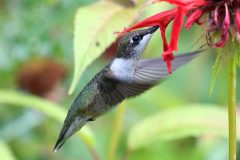 Small image of A rub-throated hummingbird takes pollen out of a flower.