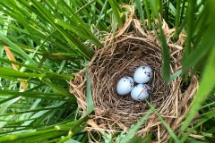 Small image of Three pale-blue eggs with in a nest on the grass.