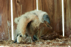 Small image of A captive immature black vulture with white fluffy feathers stands in its straw-lined enclosure.