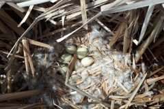 Small image of Seven light green eggs sit in a vegetated area.