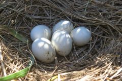 Small image of Five white eggs in a nest of dried grasses. Some green grass is visible around the nest.