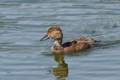 Small image of Juvenile redhead moves through the water.