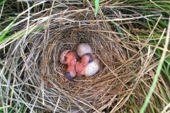 Small image of A day-old, pink and soft saltmarsh sparrow emerges from an egg.