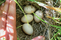 Small image of A hand rests on the ground next to a nest that holds four blue-winged teal eggs, showing that each white egg is about one and a half inches long.