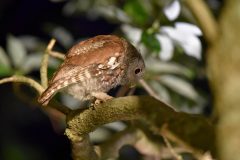 Small image of A profile view of a reddish-brown eastern screech-owl, perched on a branch and bending down such that the bands and spots of the feathers on its side face the camera.