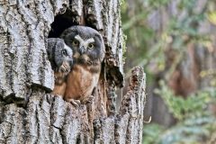 Small image of Two juvenile northern saw-whet owls are sitting on the edge of a hole in a tree, looking out. They are darker around the head than the adults and have a more uniform tan chest.