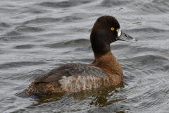 Small image of A lesser scaup hen swimming. Its eyes are yellow.