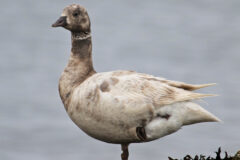 Small image of A brant with mottled white and brown plumage stands on one leg near the water.