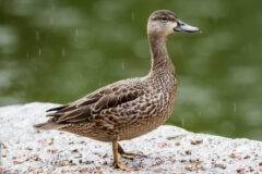 Small image of An immature blue-winged teal stands on a stone wall near a body of water in the rain.