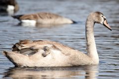 Small image of A young mute swan, dusted with gray before it becomes completely white, swims. In the background, another is diving for food.