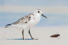 Small image of A sanderling standing on a sandy beach in the winter.