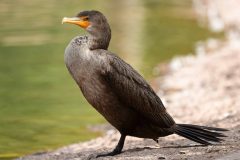 Small image of An immature double-crested cormorant stands on a sandy beach. Its throat and chest are pale brown, and the small hook of its orange bill is visible in profile.