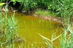 Small image of Green phragmites grown near the wter crowding out other species.