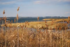 Small image of Light brown phragmites grown along the water.