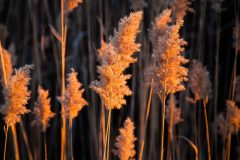 Small image of Top of the phragmies with feathery plumes lighting up in the sunset.