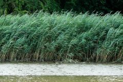 Small image of Green phragmites blow in the wind.