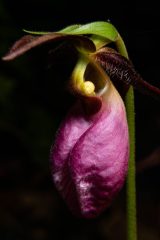 Small image of Close up of the pink lady's slipper flower with a blck background.