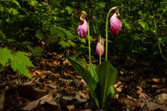 Small image of Pink lady's slipper with three flowers growing in the forest.