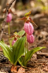 Small image of Pink flower growing off plant resembling a tiny slipper.