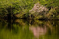 Small image of Pinxter azalea grows off the banks of a river.