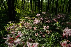 Small image of Clusters of pink azalea grow in the forest.