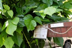 Small image of Poison ivy curls around a fence.