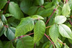 Small image of Three green leaves with red veins extend from a red stem.