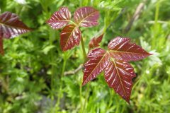 Small image of A redish poinson ivy leaf.