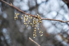 Small image of White berries grow off a poinson ivy branch.