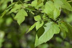 Small image of Green berries bunched up on a poison ivy plant.