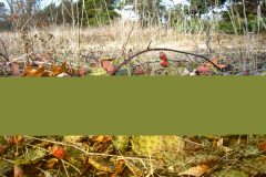 Small image of Prickly pear cactus with red cone-shaped fruit.