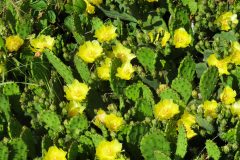 Small image of Yellow flowers grow among pickly pear cacti.